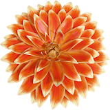 Dahlia Flower 3D icon