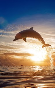 Dolphins Live Wallpaper For PC installation