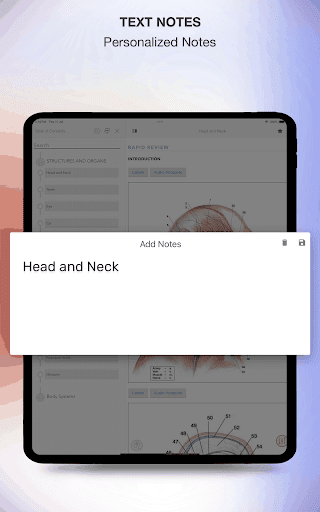 Screenshot of Rapid Review Anatomy Guide