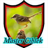 Master Kicau Ciblek icon