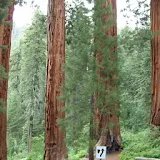 Panda Home Sequoia Trees icon