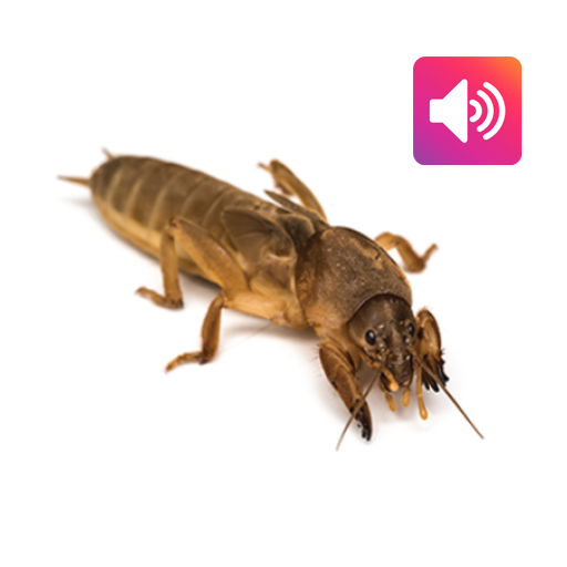 Logo Mole Cricket: Sound,Ringtone