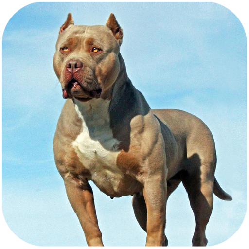 Pitbull Dog Simulator logo