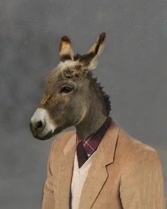 donkey pics