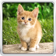 Cat Kittens Live Wallpaper 16.0 Icon