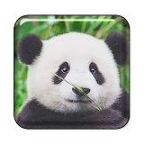 cute lazy panda Live Wallpaper icon