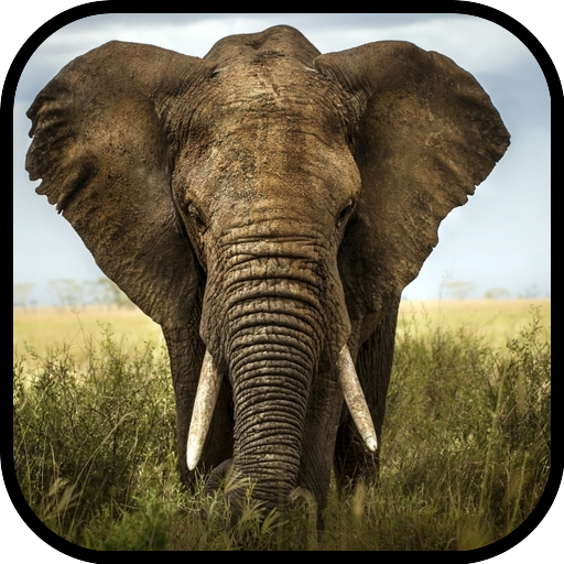 Elephant Wallpapers logo