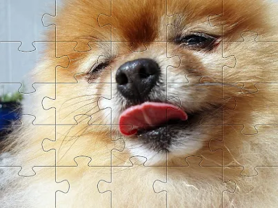 Pomeranians dog jigsaw puzzle
