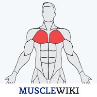 MuscleWiki Fitness