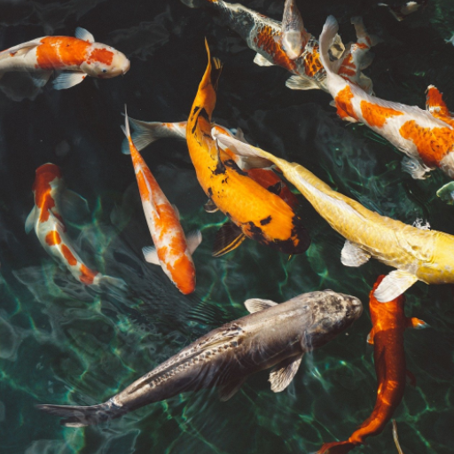 Fish Live Wallpaper Logo