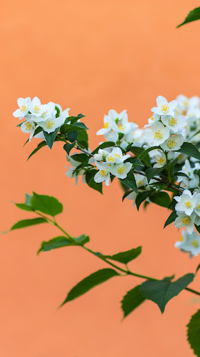 Jasmine Wallpaper
