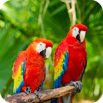 Cover Image of Download Parrots Wallpaper HD  APK
