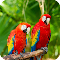Parrots Wallpaper HD