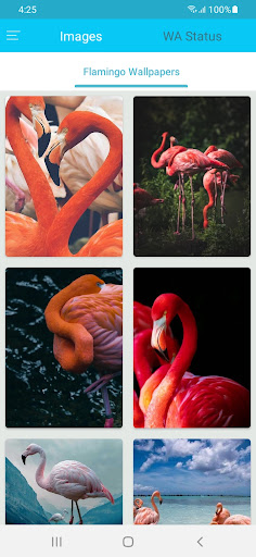 Android application Flamingo Wallpapers screenshort