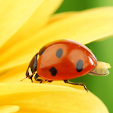 Ladybug On Yellow Flower LWP icon
