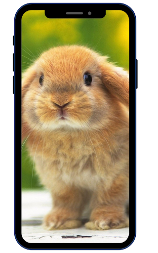 Cute Rabbit Wallpaper HD Screen 2