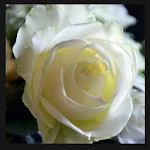 Cover Image of Herunterladen Best Flowers Bouquet HD Wallpapers & Backgrounds 1.0 APK