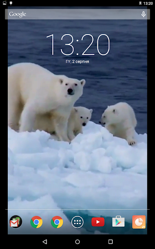 Cute Polar Bears Video Live Wa