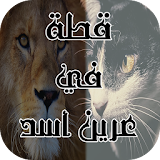 رواية قطة في عرين اسد ( كاملة الفصول ) icon