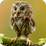 Owl Pack 2 Live Wallpaper icon