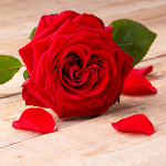 Cover Image of Download Red Rose Wallpaper 1.8.1 APK