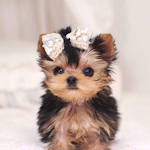 Cover Image of Herunterladen Cute Puppy Wallpaper 1.20 APK