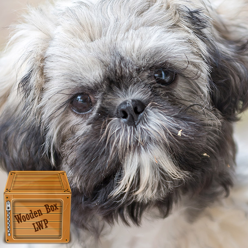 shih tzu dog wallpaper logo