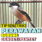 Tips & Trik Perawatan Burung Cendet/Pentet icon