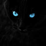 Black cats Live Wallpaper icon