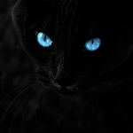 Black cats Live Wallpaper Apk