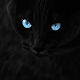Black cats Live Wallpaper Download on Windows