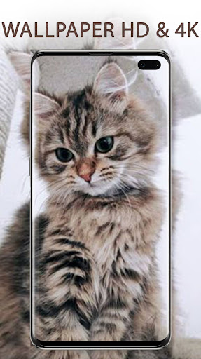 Cute Cats Wallpapers HD 4K Screen 3