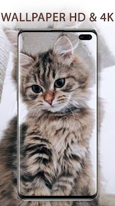 Cute Cats Wallpapers HD 4Kのおすすめ画像3