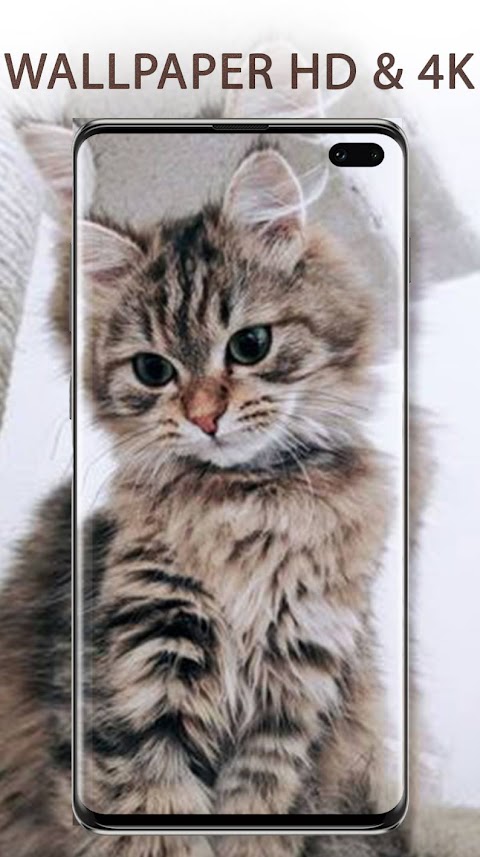 Cute Cats Wallpapers HD 4Kのおすすめ画像3