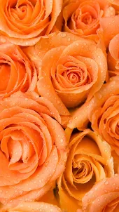 Orange Rose Wallpaper