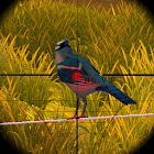 Wild Bird Hunter–Shooting Game 1.0