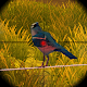 Wild Bird Hunter–Shooting Game
