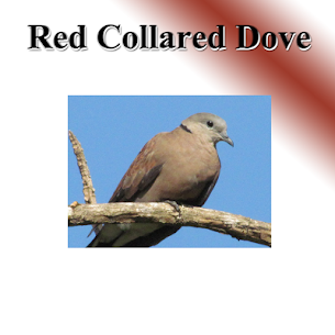 Dove light birds sound. v5.0 APK (MOD,Premium Unlocked) Free For Android 3