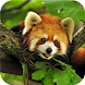 Red Panda. Nature HD Wallpaper