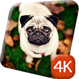 Lovely Pug Dogs 4K Live icon