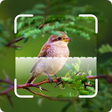 Bird ID - Picture Identifier icon