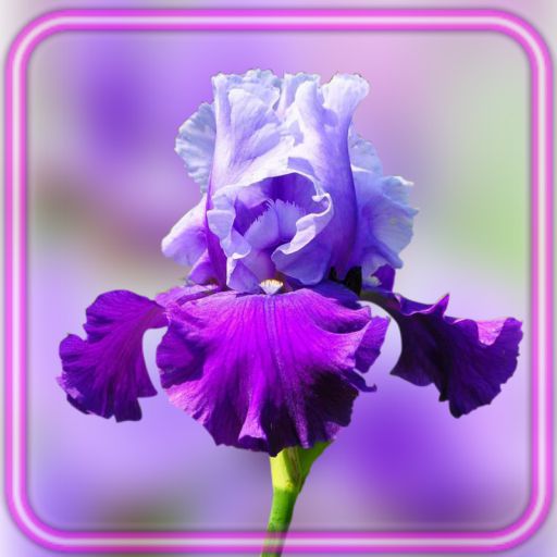 Iris Amazing Flower