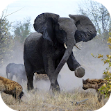 Angry Elephant Jungle Rampage icon