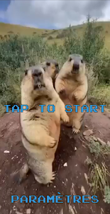 Tap marmot