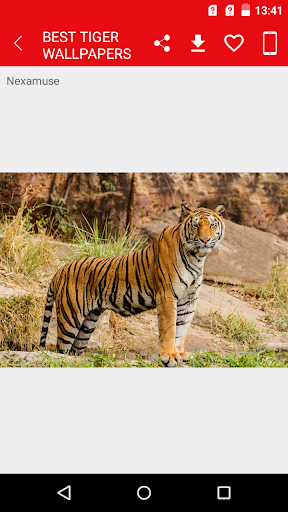 Tiger Wallpapers Screen 3