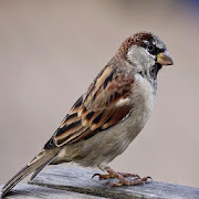 Sparrow Sound