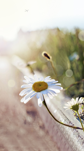 On The Road Live Wallpaper