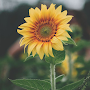 Sunflower Wallpapers APK icon