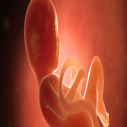 Imatge d'icona مراحل الحمل