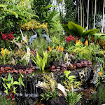 Cover Image of Download Orchid Garden  APK